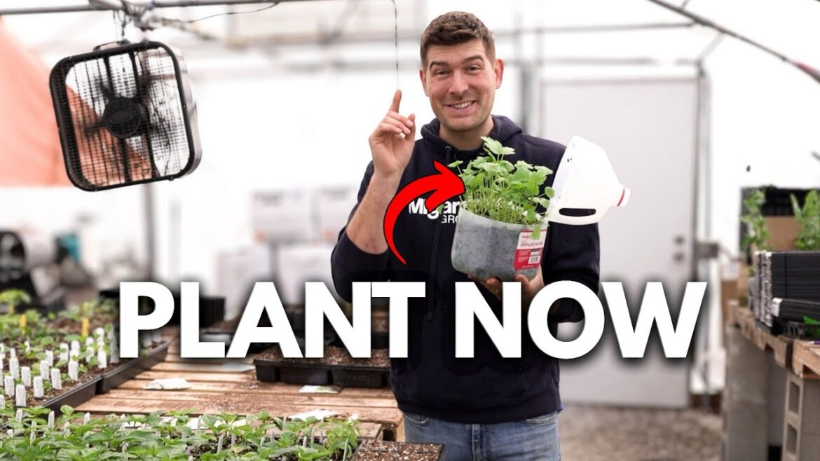 Start These Long Season Crops NOW Before It’s Too Late!