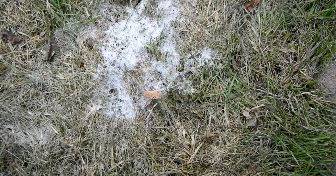 Snow mold is a regular but harmless feature of lawns in springtime Snow mold is a regular but harmless feature of lawns in springtime