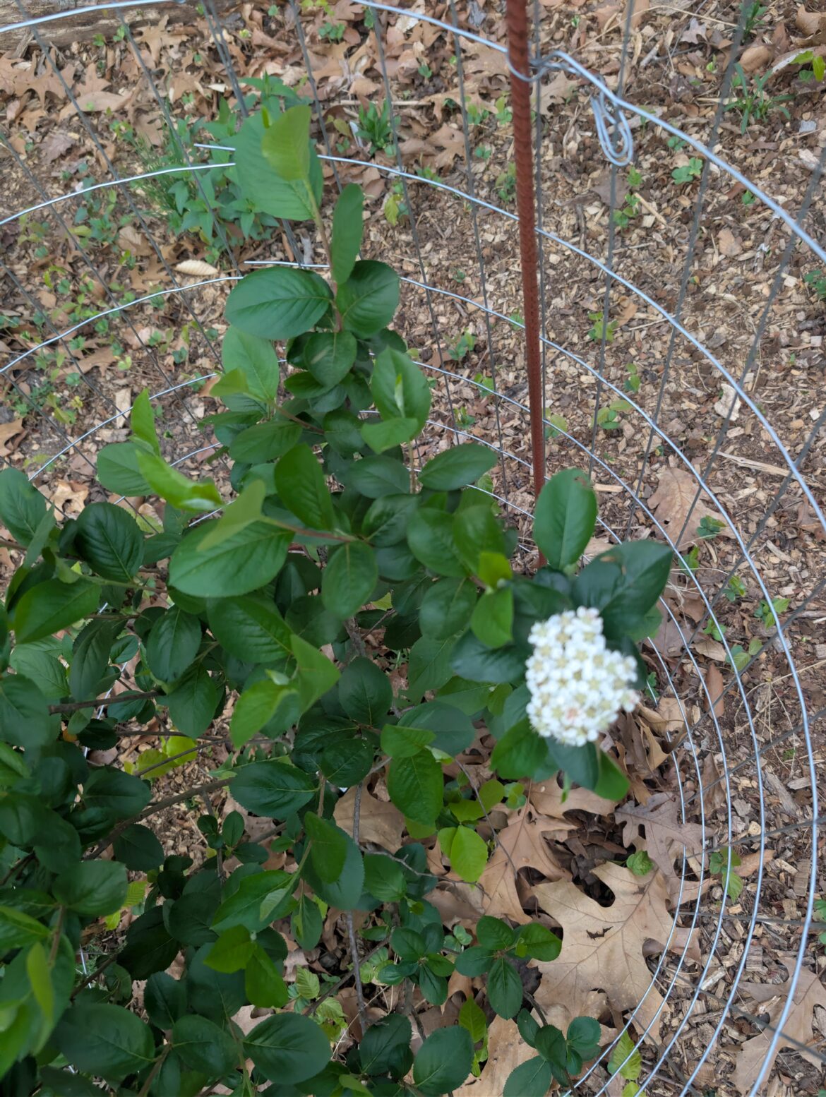 GUYS. IT HAS FLOWERS GUYS. IT HAS FLOWERS
