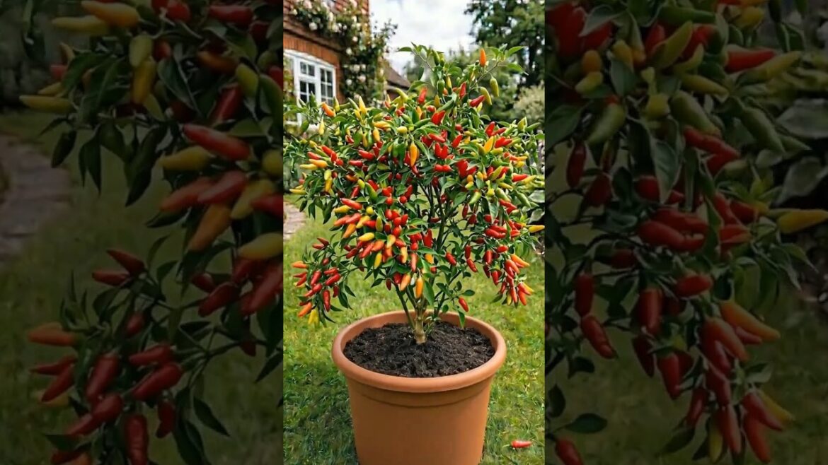 Pro Farmers’ Secret to Endless Chili Harvests 🌶️🔥