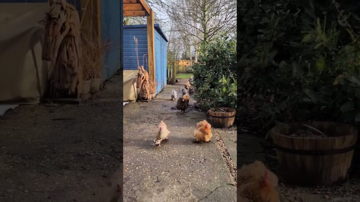 January in the Patch: Mud, Chickens, and Big Plans! 🐓
