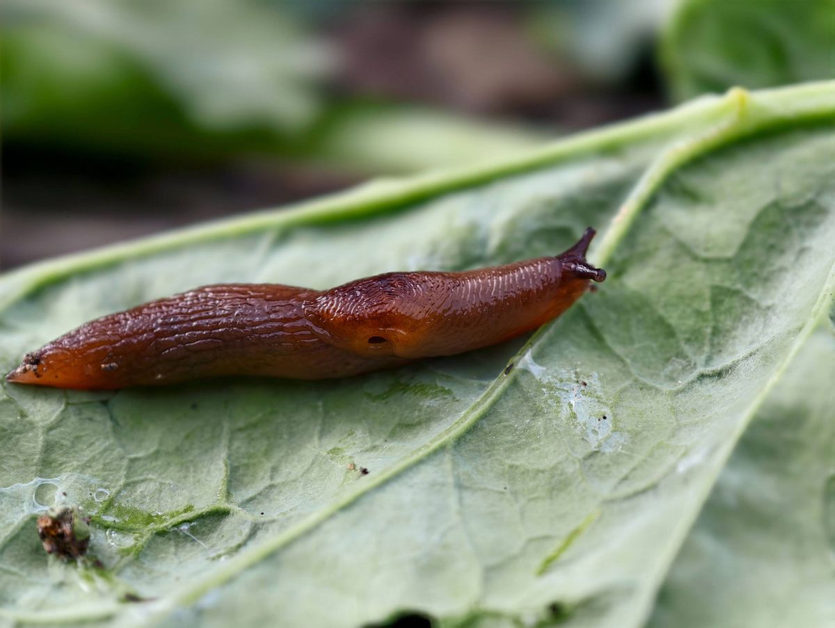 Large agricultural pest slug crawls along a cabbage leaf. Close-up macro photo of slug.