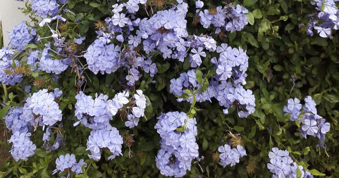 IN THE GARDEN | Old Victorian bridal rhyme also put to good use in the garden IN THE GARDEN | Old Victorian bridal rhyme also put to good use in the garden