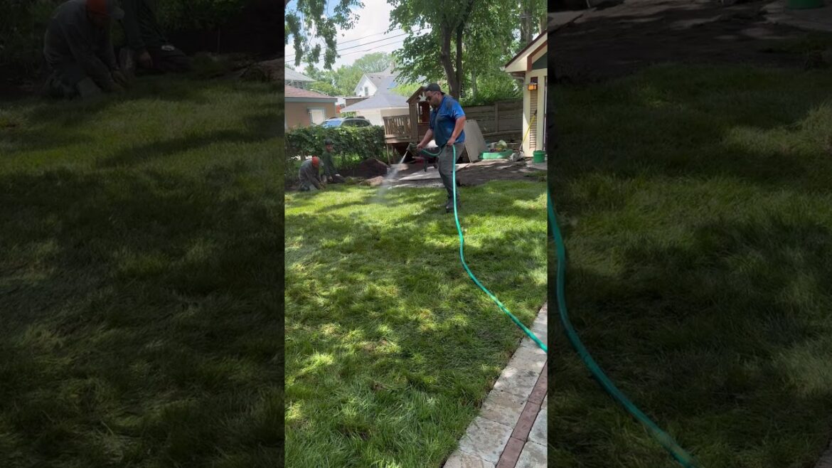 RLG landscaping cleaning up and creating a new backyard  #landscape  #turf