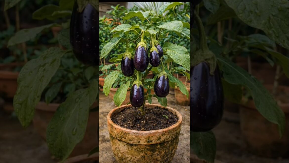 🍆 Grow Tons of Eggplant in Pots! 😍🌱 #Shorts