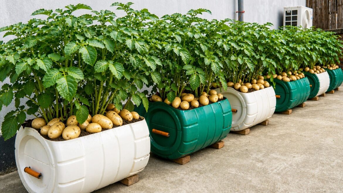 Rooftop Garden Setup – Potatoes and Tomatoes in Containers Rooftop Garden Setup – Potatoes and Tomatoes in Containers