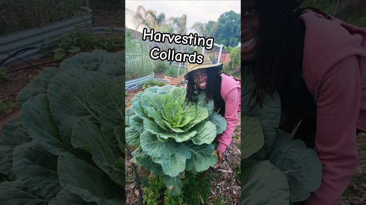 Collard Greens 💚 #floridagardening #gardening Collard Greens 💚 #floridagardening #gardening