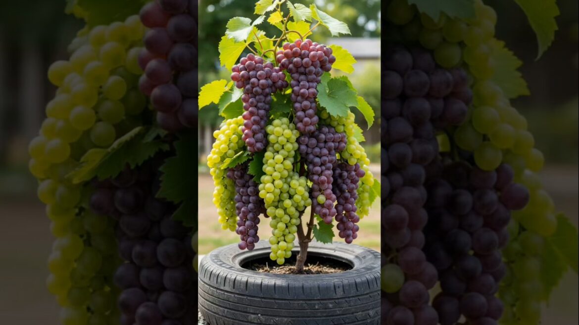 Grow Grapes at Home in a Tyre! 🍇🔥 Easy Gardening Hack #Shorts