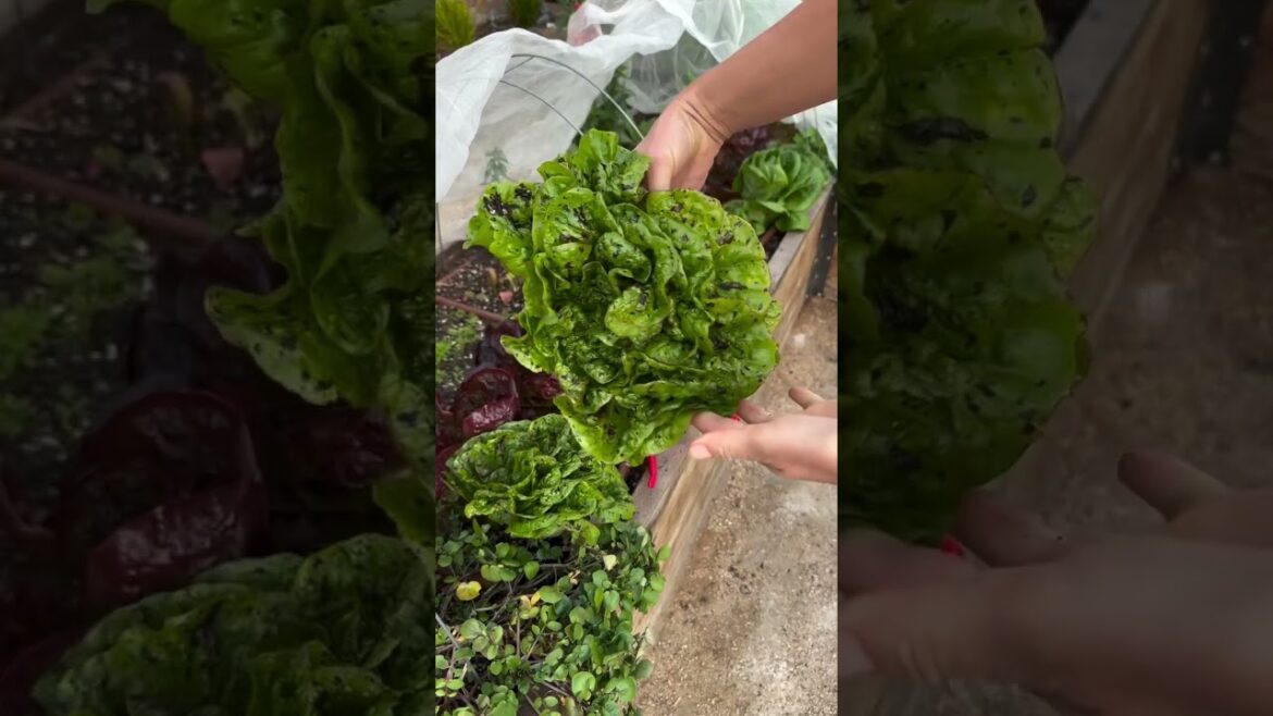 Grow your own lettuce bar 🥬🥬🥬 Grow your own lettuce bar 🥬🥬🥬