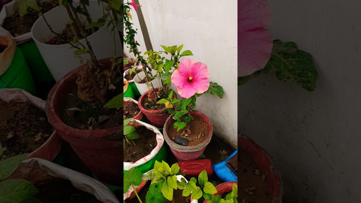Gudhal/Hibiscus plant care 🪴tips 🌺#gardeningtips #homegardening#gudhal#flower#shorts#viral