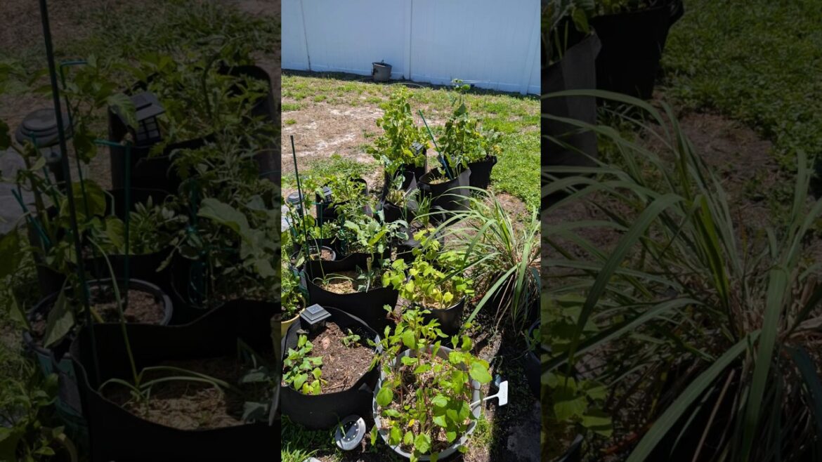 Good Morning Container Garden ππ
ππ«π«πΊπ« #garden #sunshine #gardening #containergardening #shorts #fyp Good Morning Container Garden ππ
ππ«π«πΊπ« #garden #sunshine #gardening #containergardening #shorts #fyp