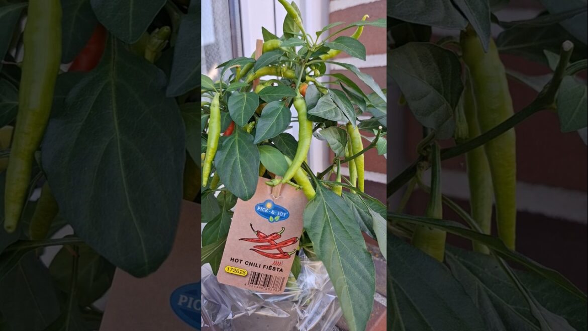 Hot Chili #mathy9 #gardening #germany #gardentips #germany #bei Lidl #super Markt #garden #shorts