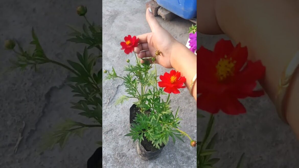 My Family vs My Plants: Kon jitega? 🥊😂#SummerGardening #plantlover #flowers My Family vs My Plants: Kon jitega? 🥊😂#SummerGardening #plantlover #flowers
