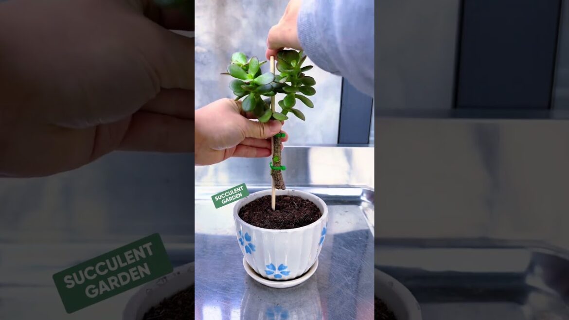 How to Prune and Shape Your Succulents for Better Growth