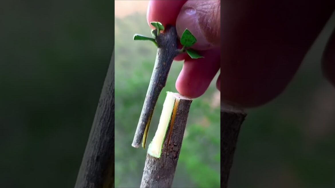 Tree grafting method #treanding #satisfying #grow