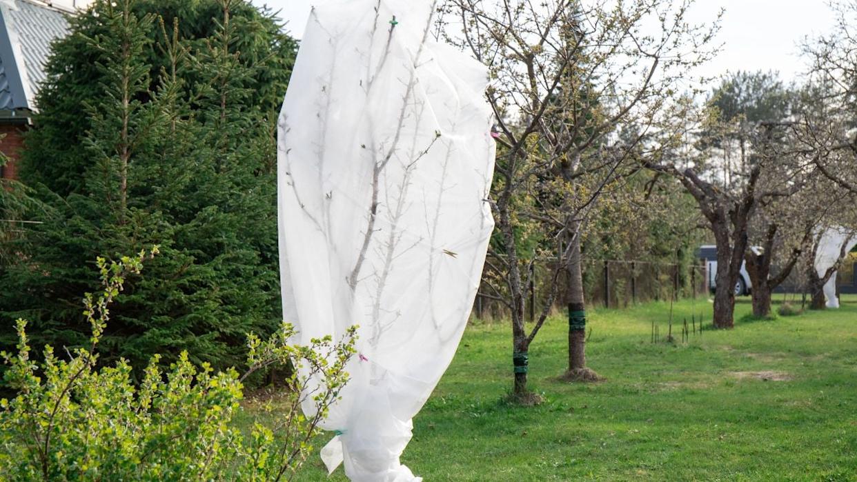 Protecting fruit tree blossoms from cold frostbite in early spring outdoors in garden with white freeze protection fabric.