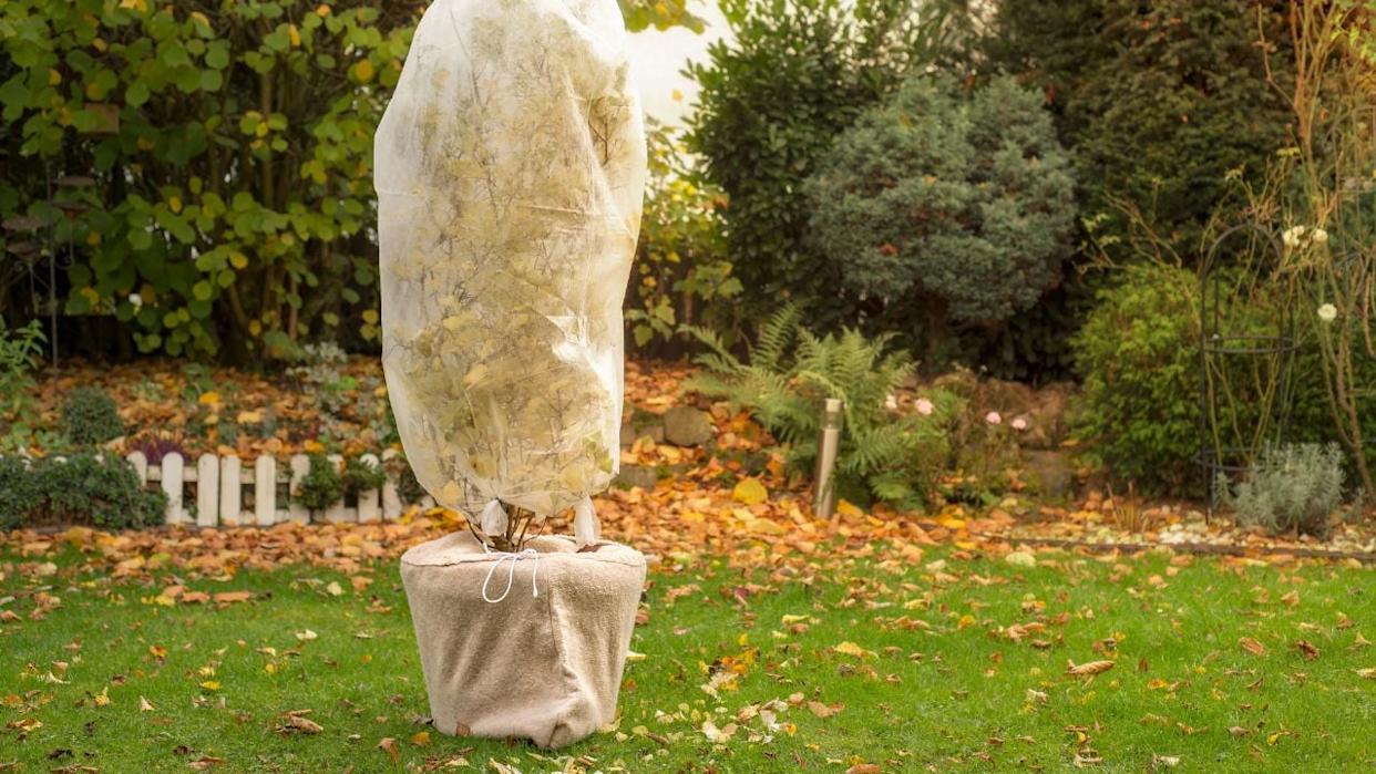 Tree in pot is wrapped in fleece for the winter. Autumn work in the garden.