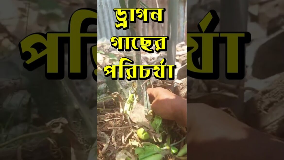 ড্রাগন গাছের পরিচর্যা । #dragon  #garden  #tips #aloevera #gardening #farming #chas #nature #sorts