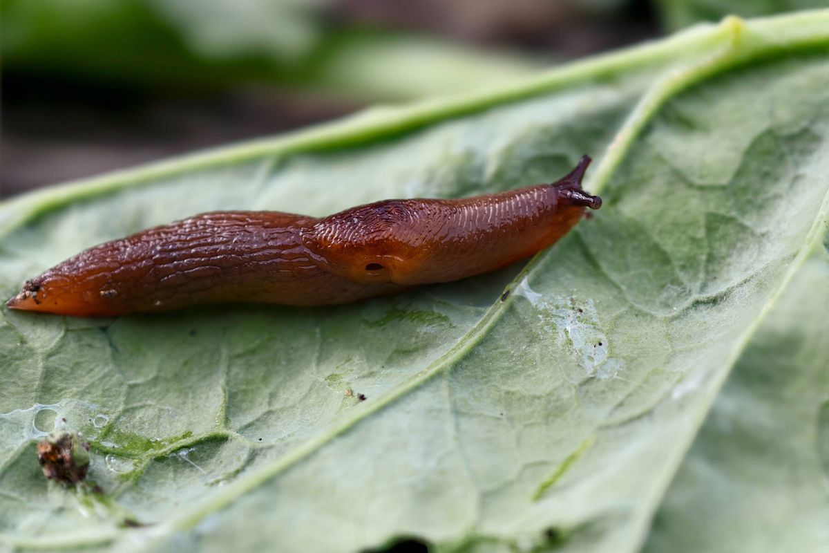 Large agricultural pest slug crawls along a cabbage leaf. Close-up macro photo of slug.