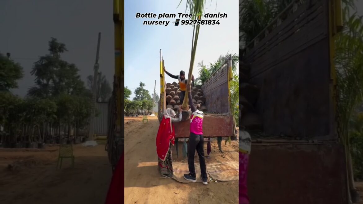 bottle plam Tree π΄ danish nursery 19 se 12 feet hight #landscape #development #all #india #supply bottle plam Tree π΄ danish nursery 19 se 12 feet hight #landscape #development #all #india #supply