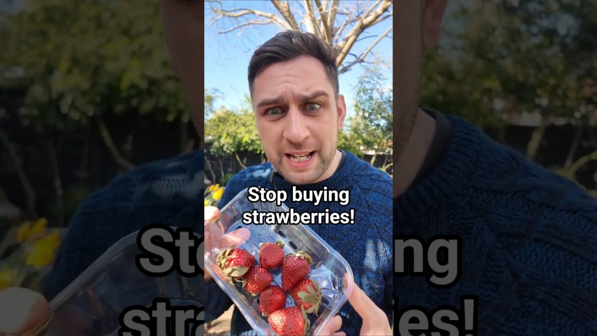 Stop buying strawberries…Grow them like this instead π Stop buying strawberries...Grow them like this instead π