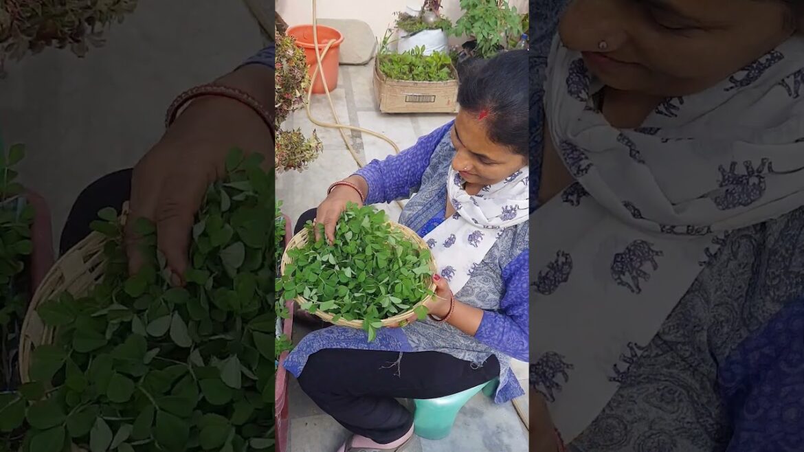 Summer Vegetables You Must Grow Now!🥒 #shorts Summer Vegetables You Must Grow Now!🥒 #shorts