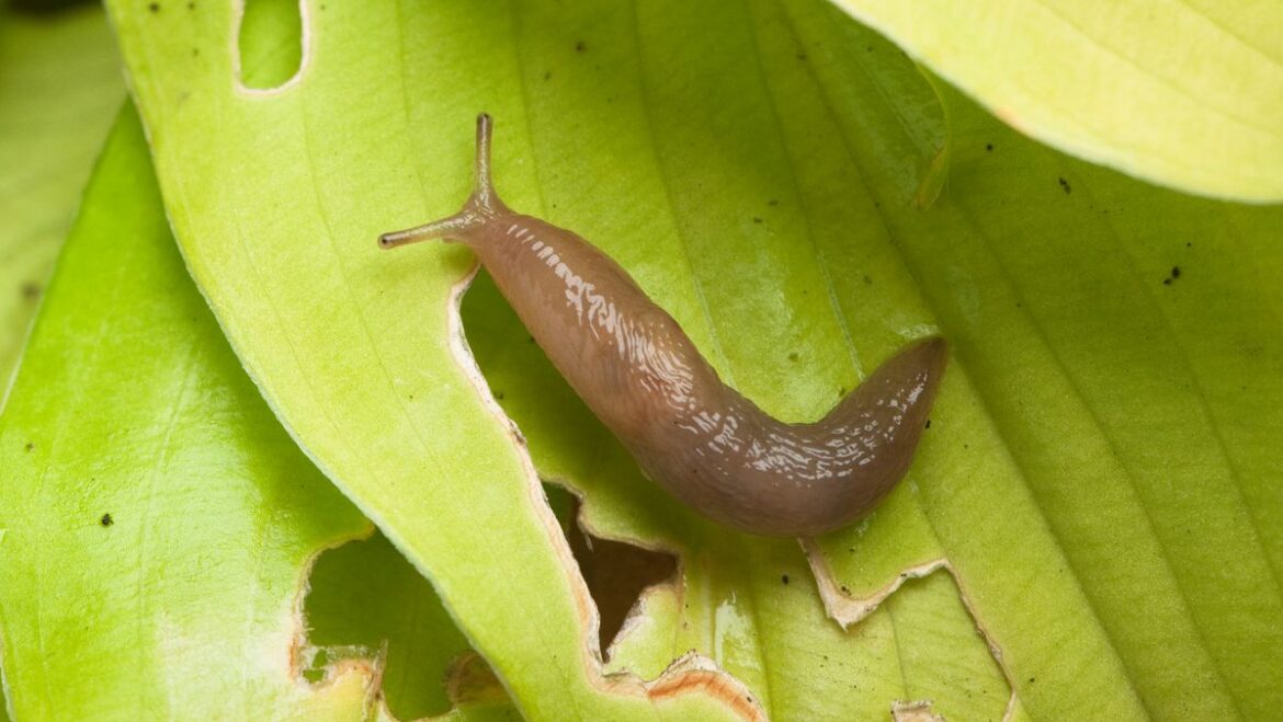 Monty Don explains how to get rid of slugs from garden naturally Devon Live