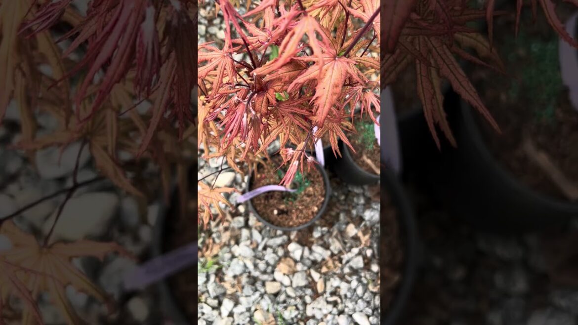 Acer palmatum 'Fred's Wild Dream' Japanese Maple