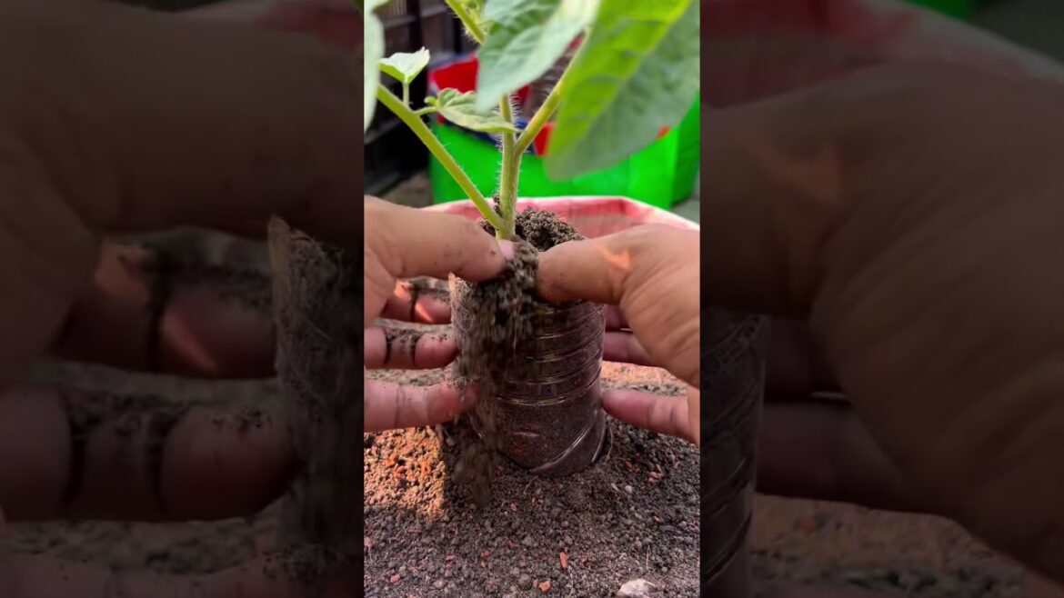 Tomato plant roots grow tips using used bottles and composting soil #Tomato #plants #nature