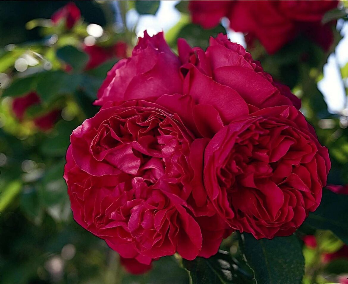 Dig into bare rooted roses