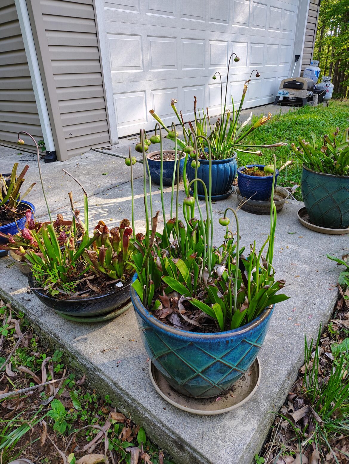 Waiting for the blooms