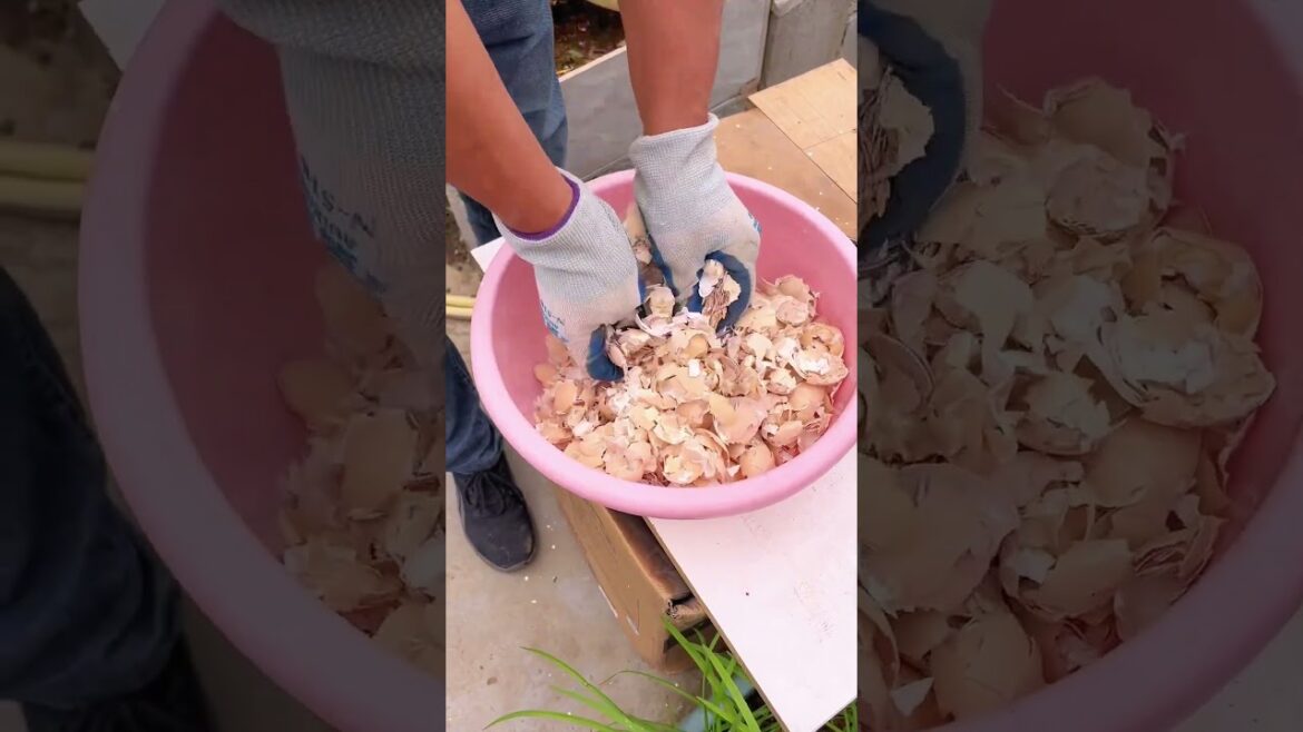 No More Cracked Tomatoes! Easy Eggshell Garden Hack