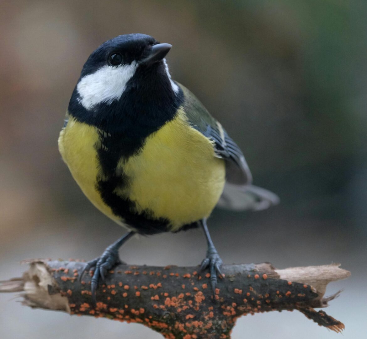 How to feed your garden birds without spreading disease How to feed your garden birds without spreading disease