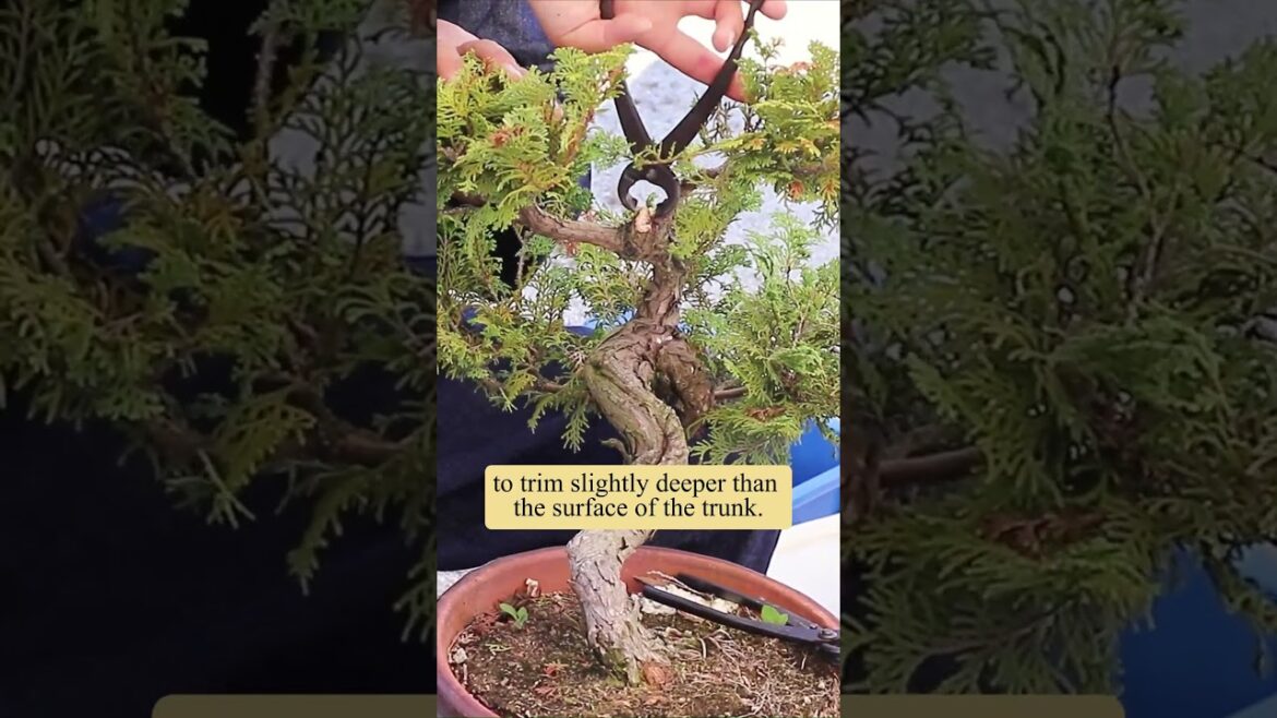 Why Use a Knob Cutter on Your Bonsai Tree? #bonsaitree #bonsai #bonsaitools #japan Why Use a Knob Cutter on Your Bonsai Tree? #bonsaitree #bonsai #bonsaitools #japan