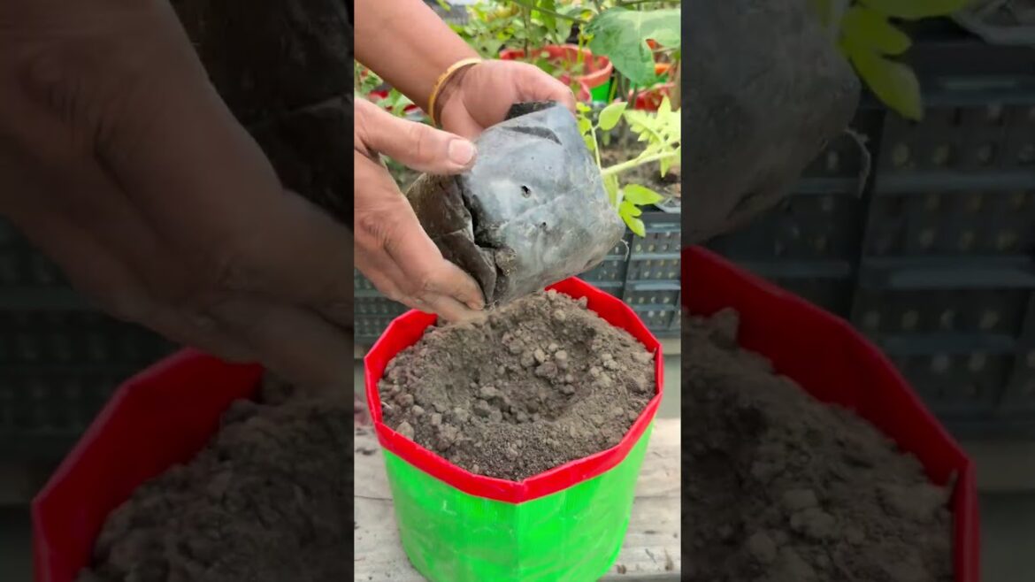 Eggplant care tips using homemade irrigation from empty bottles #eggplant #plants #nature #flowers