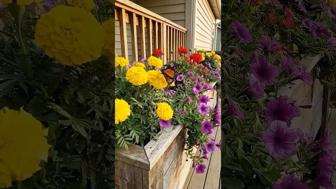 Dead Porch Planter Came Back to Life With FRESH Flowers 🌺 Dead Porch Planter Came Back to Life With FRESH Flowers 🌺