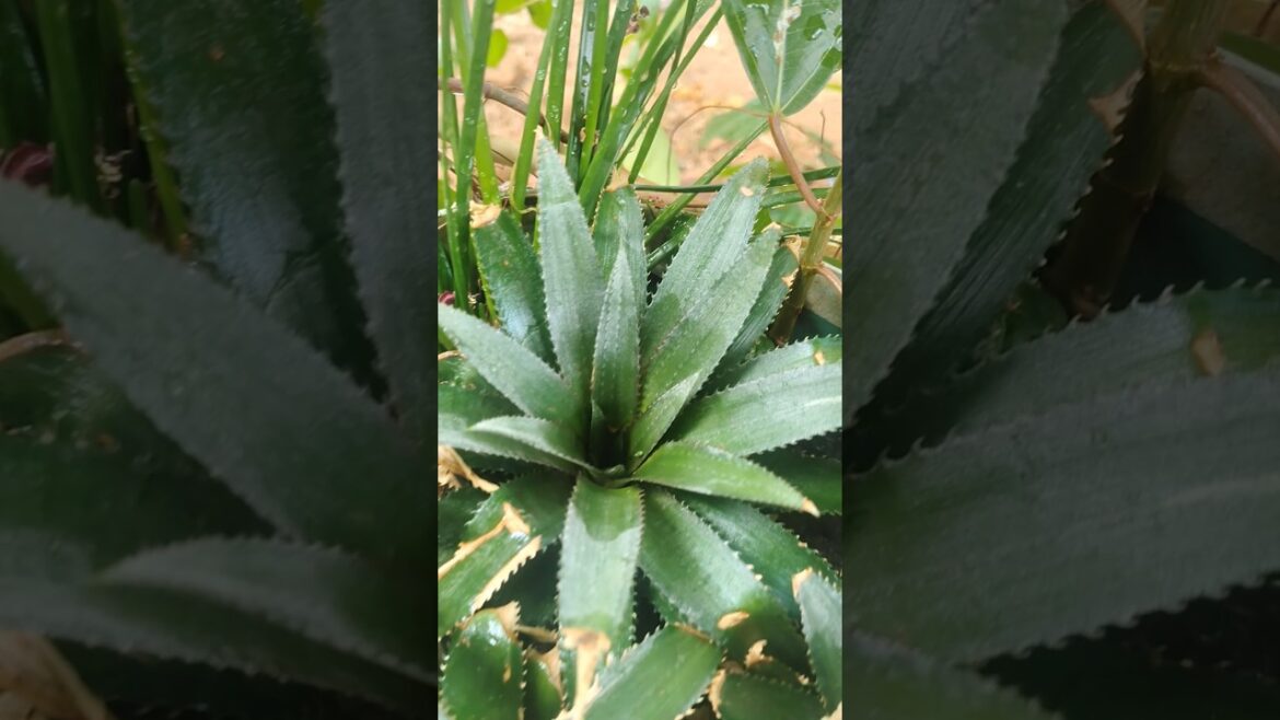 Grow pineapples from store-bought pineapples 🍍#shortsfeed #shorts #gardening #plantcaretips Grow pineapples from store-bought pineapples 🍍#shortsfeed #shorts #gardening #plantcaretips