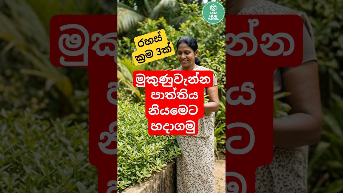 මුකුණුවැන්න හිටෙව්වත් හැදෙන්නේ නැද්ද? #ගෙවතුවගාව #SriLanka #agriculturelk #HomeGardeningLK #වගාව මුකුණුවැන්න හිටෙව්වත් හැදෙන්නේ නැද්ද? #ගෙවතුවගාව #SriLanka #agriculturelk #HomeGardeningLK #වගාව
