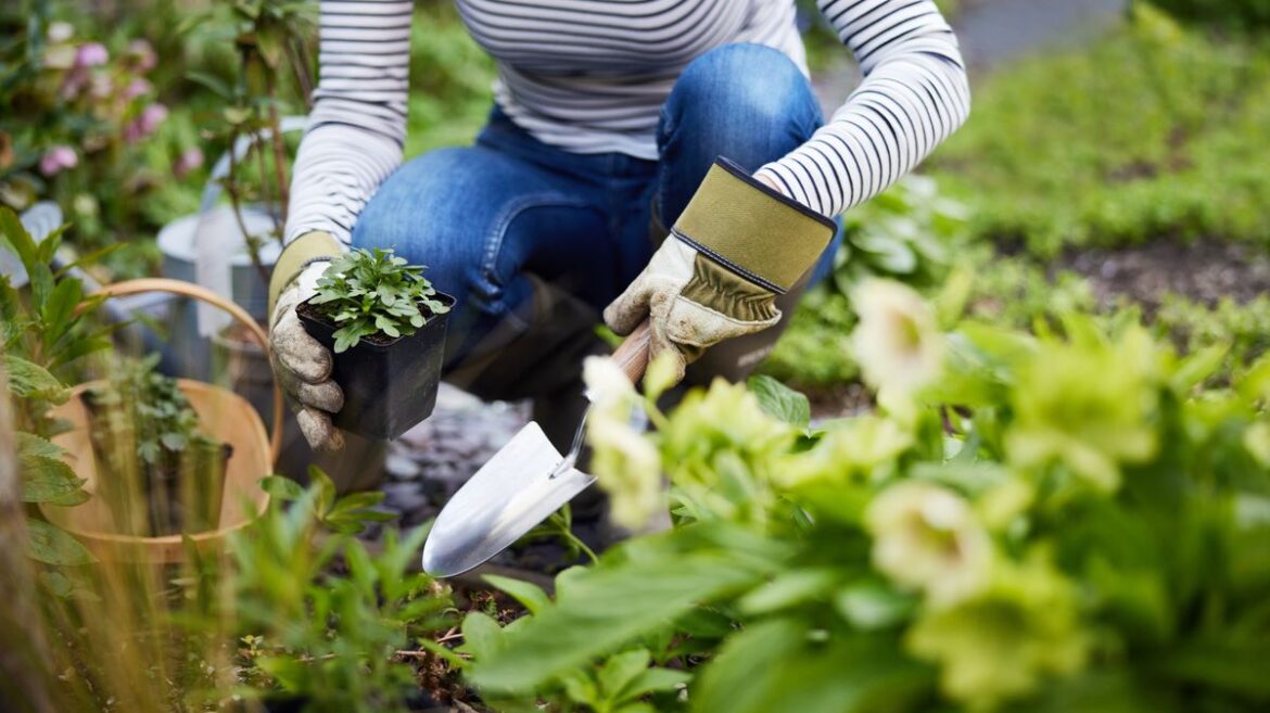 Thousands of gardeners snapping up 70-variety kit with 50,000 seeds for under £25 Manchester Evening News