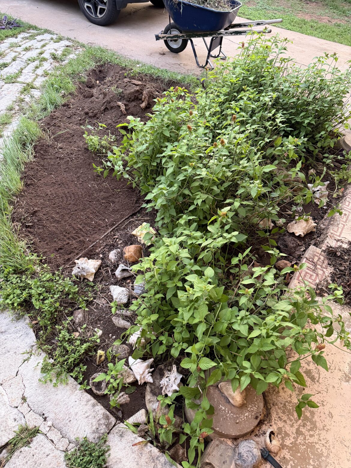 Leave or dig out boarder grass in garden bed? Leave or dig out boarder grass in garden bed?