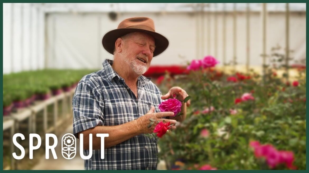 Top Water-Saving Garden Tips and Unique Christmas Plant Gift Ideas Top Water-Saving Garden Tips and Unique Christmas Plant Gift Ideas