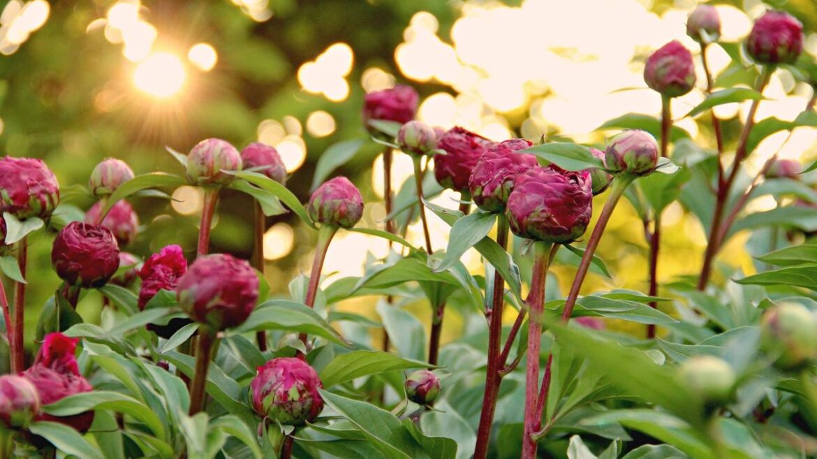 Alan Titchmarsh says peonies ‘love’ lazy gardeners for one crucial reason Devon Live