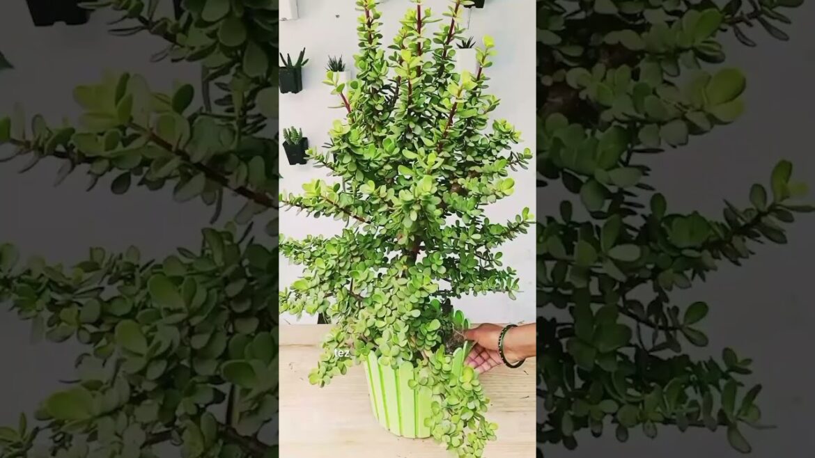 Top 5 Heat Resistant Plants Top 5 Heat Resistant Plants