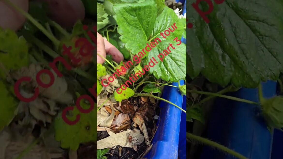 Container garden update part 3 #thewildingslanding #containergardening