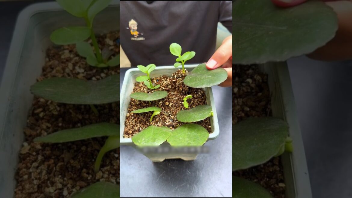 🌱 पैसे बचाओ, पत्तियों से बनाओ नया गार्डन! 🌿✨ #oitgarden