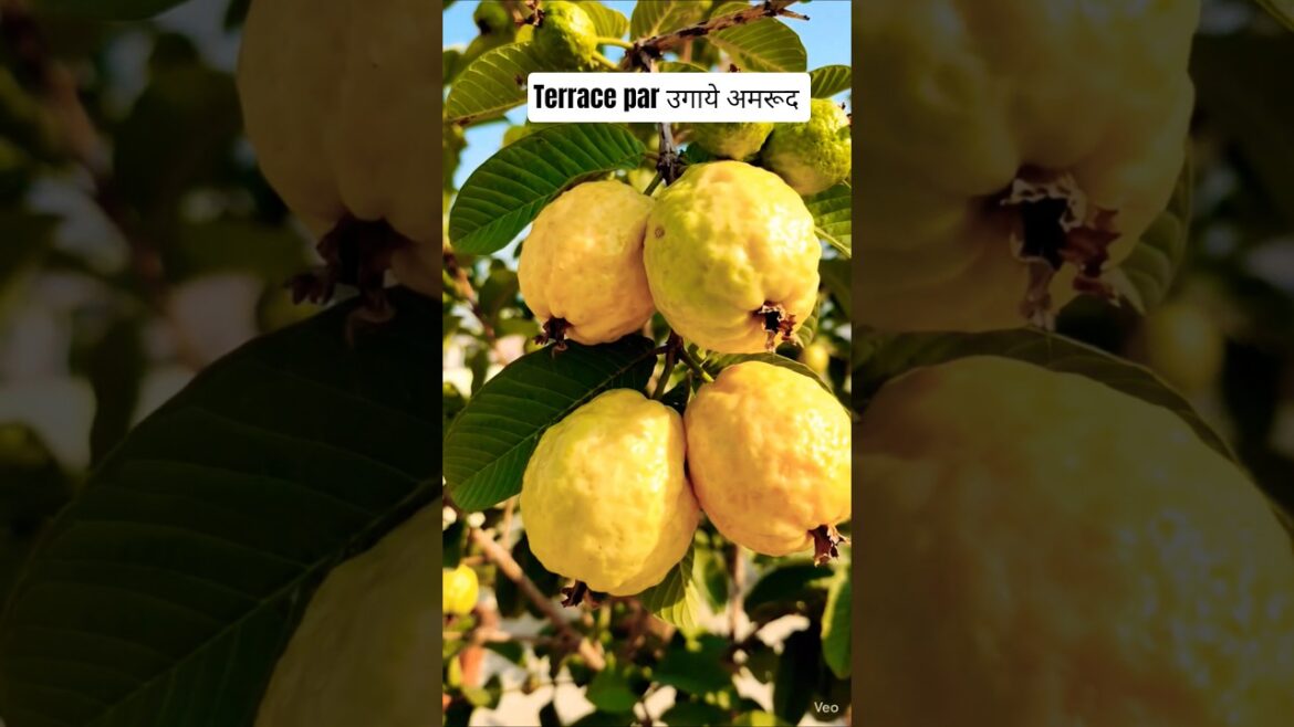 Guava Gardening at Home: Grow Big & Sweet Guavas in Containers Guava Gardening at Home: Grow Big & Sweet Guavas in Containers