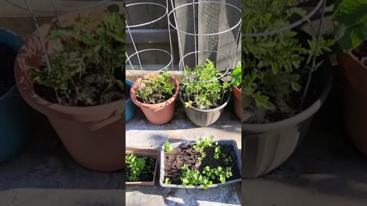 A morning look at my 2026 container garden in Central Coast, Ca