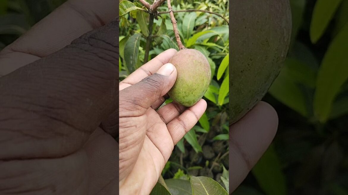 Amazing mango tree #shorts #viral #mango Amazing mango tree #shorts #viral #mango