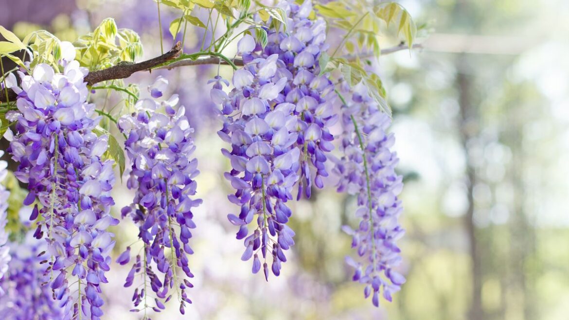 Wisteria will grow even more blooms this spring if 3 key tasks are done before flowering Daily Mirror