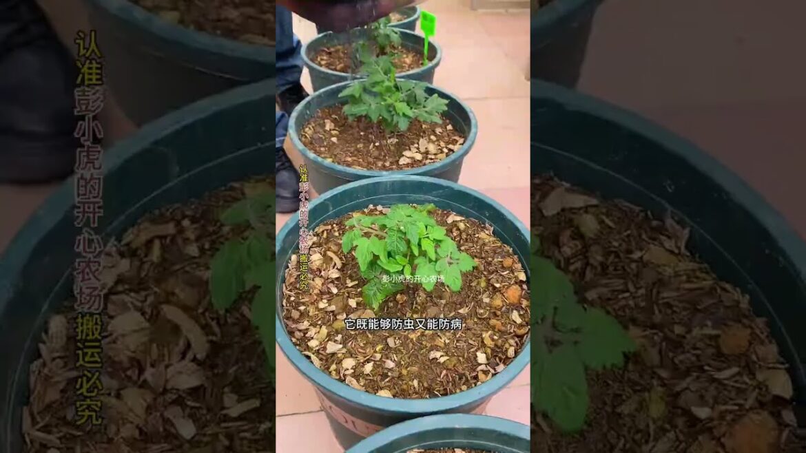 If your vegetables have insects, #vegetablegrowing #ricehuskcharcoal #wood ash #vegetablegrowingtips